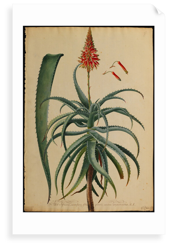 Aloe Africana by Georg Dionysius Ehret