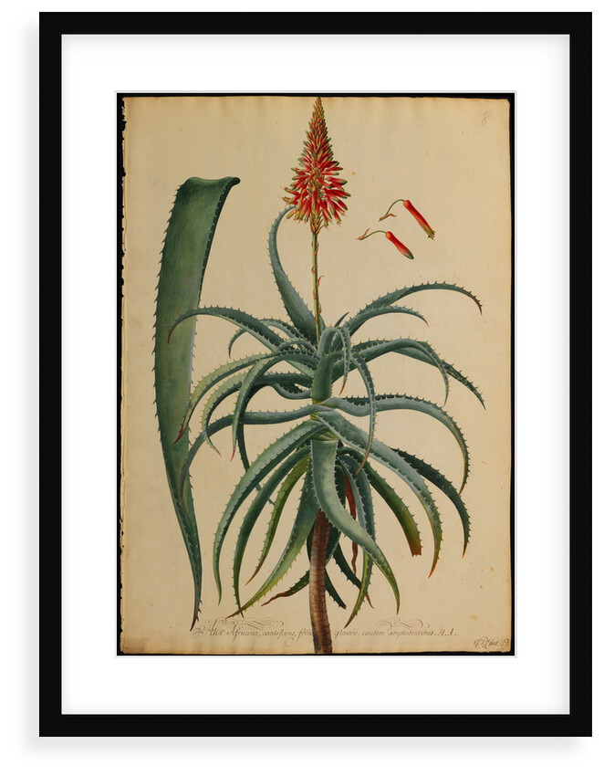 Aloe Africana by Georg Dionysius Ehret
