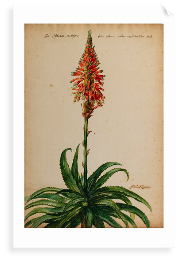 Aloe africana by Jacob van Huysum