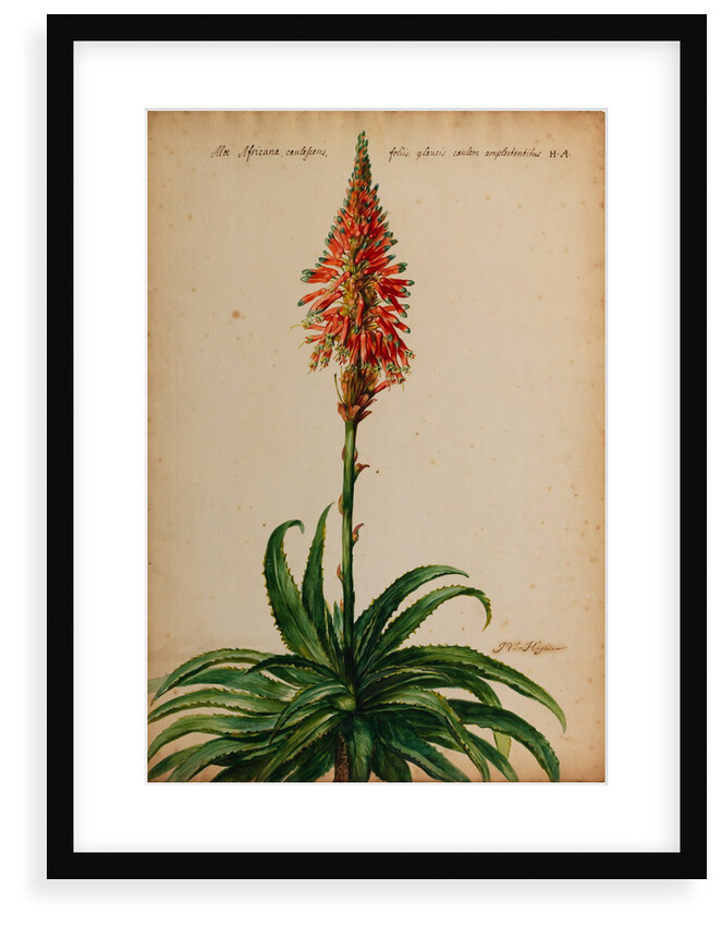 Aloe africana by Jacob van Huysum