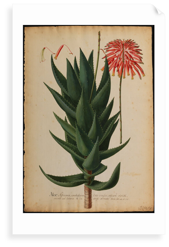 Aloe africana by Georg Dionysius Ehret