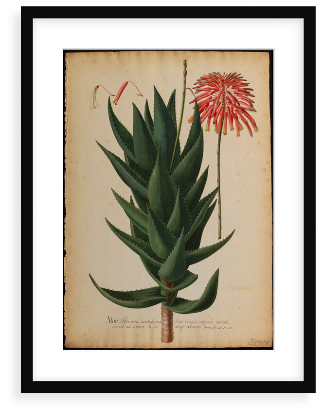 Aloe africana by Georg Dionysius Ehret