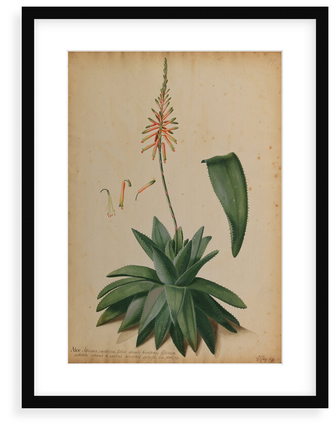 Aloe africana by Georg Dionysius Ehret