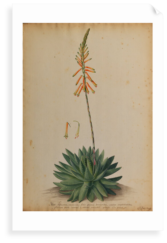 Aloe africana by Georg Dionysius Ehret