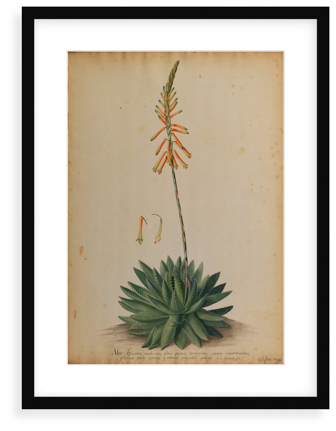 Aloe africana by Georg Dionysius Ehret