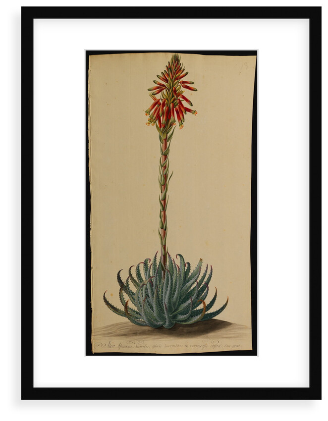 Aloe africana by Jacob van Huysum and George Dionysius Ehret