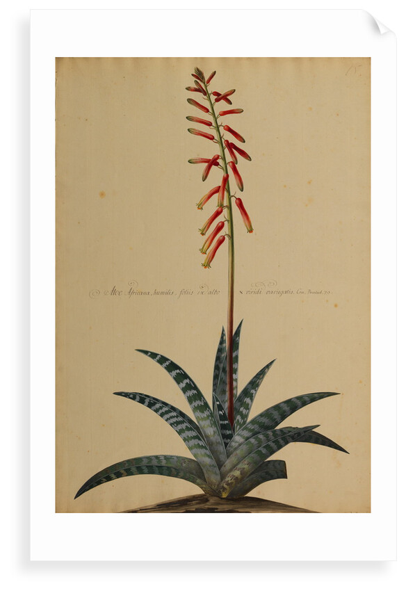 Aloe africana by Georg Dionysius Ehret