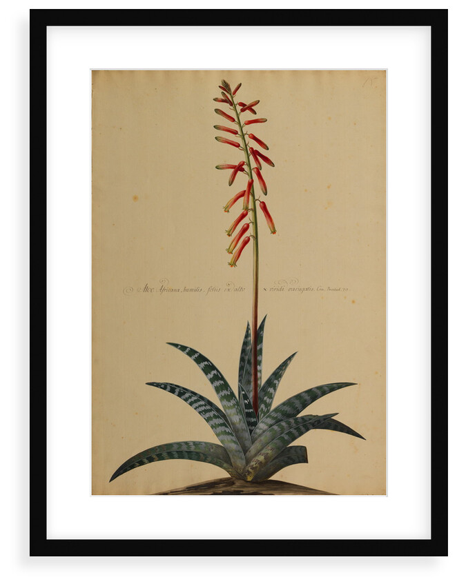 Aloe africana by Georg Dionysius Ehret