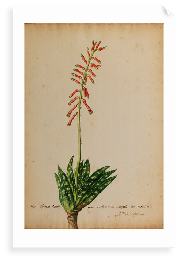 Aloe africana by Georg Dionysius Ehret