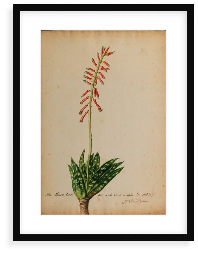 Aloe africana by Georg Dionysius Ehret