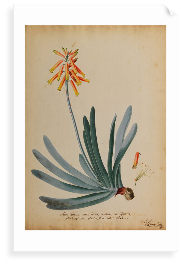 Aloe africana arborescens by Georg Dionysius Ehret