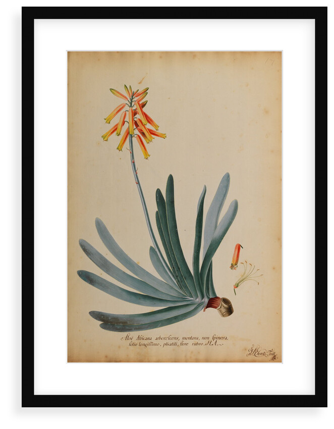 Aloe africana arborescens by Georg Dionysius Ehret