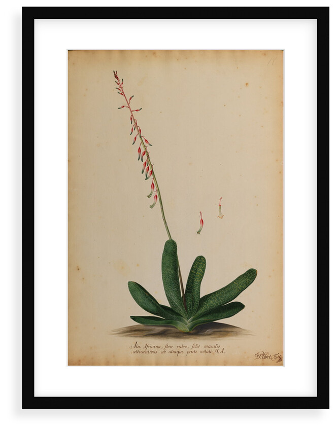 Aloe africana by Georg Dionysius Ehret