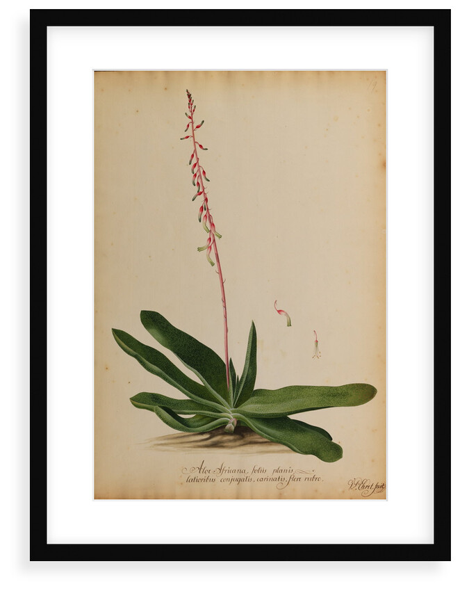 Aloe africana arborescens by Georg Dionysius Ehret