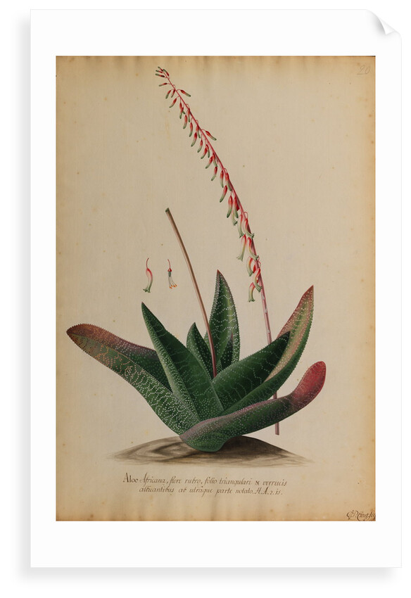 Aloe africana by Georg Dionysius Ehret