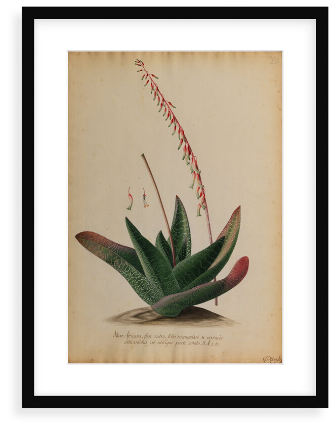 Aloe africana by Georg Dionysius Ehret