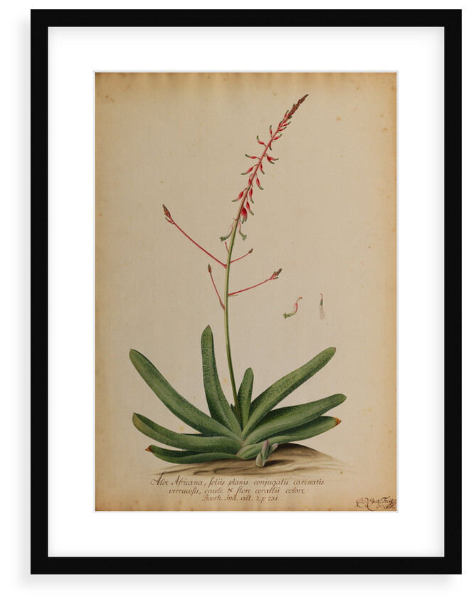 Aloe africana by Georg Dionysius Ehret