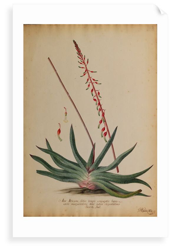Aloe africana by Georg Dionysius Ehret