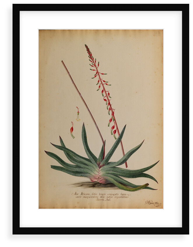 Aloe africana by Georg Dionysius Ehret