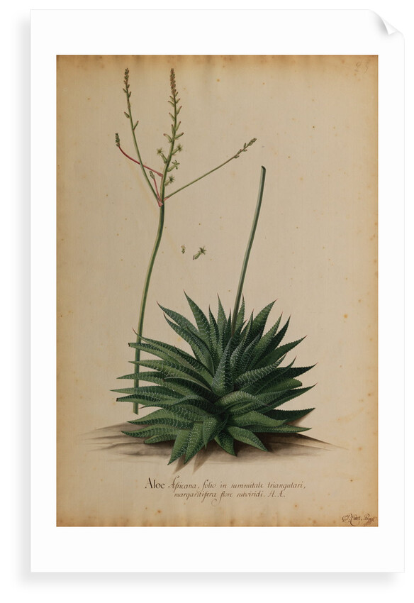 Aloe africana by Georg Dionysius Ehret