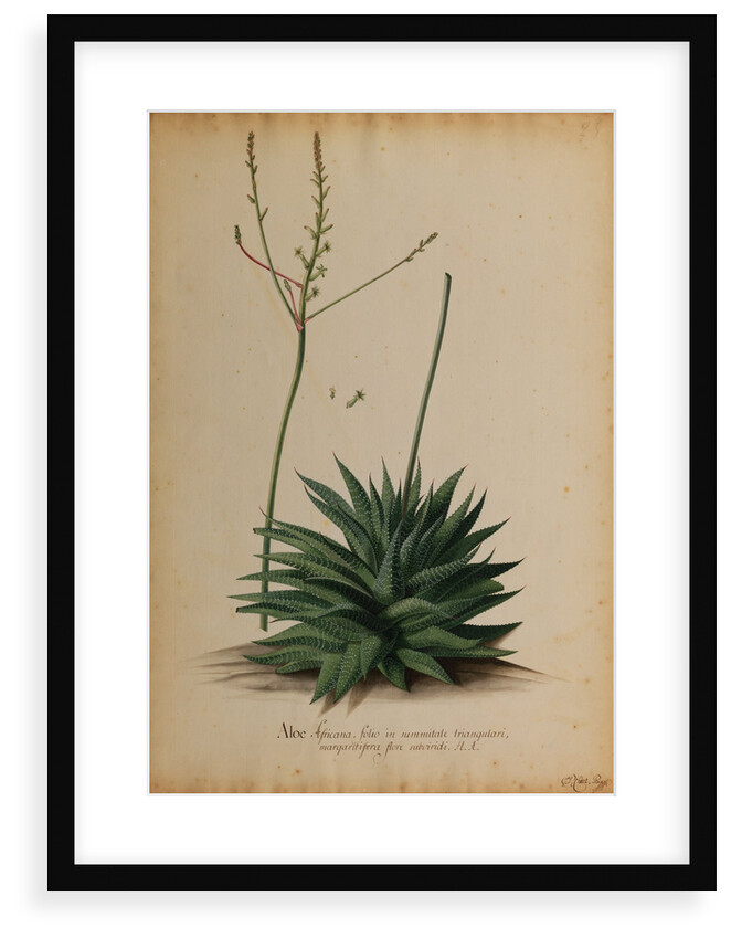 Aloe africana by Georg Dionysius Ehret