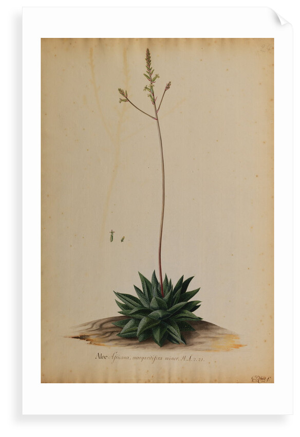 Aloe africana by Georg Dionysius Ehret