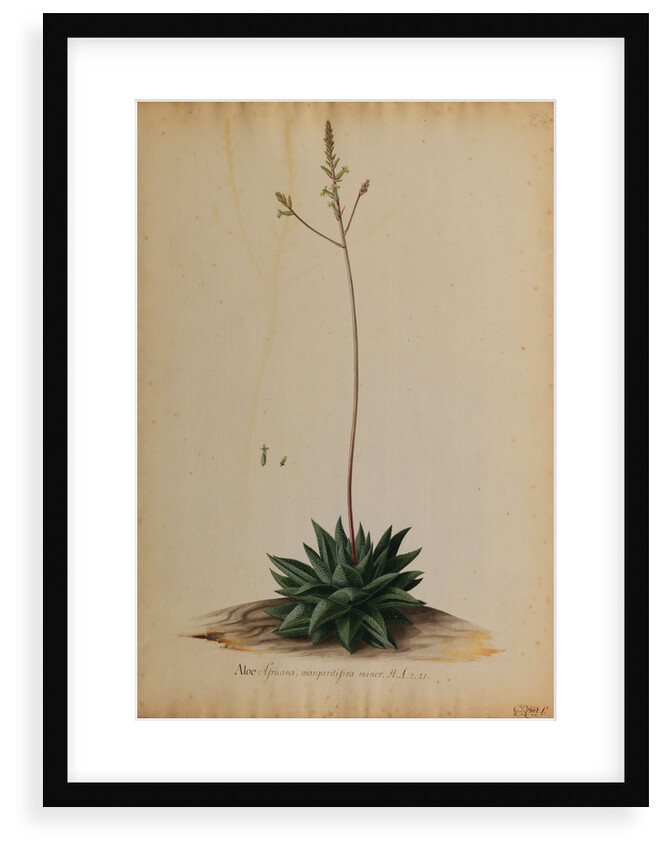 Aloe africana by Georg Dionysius Ehret