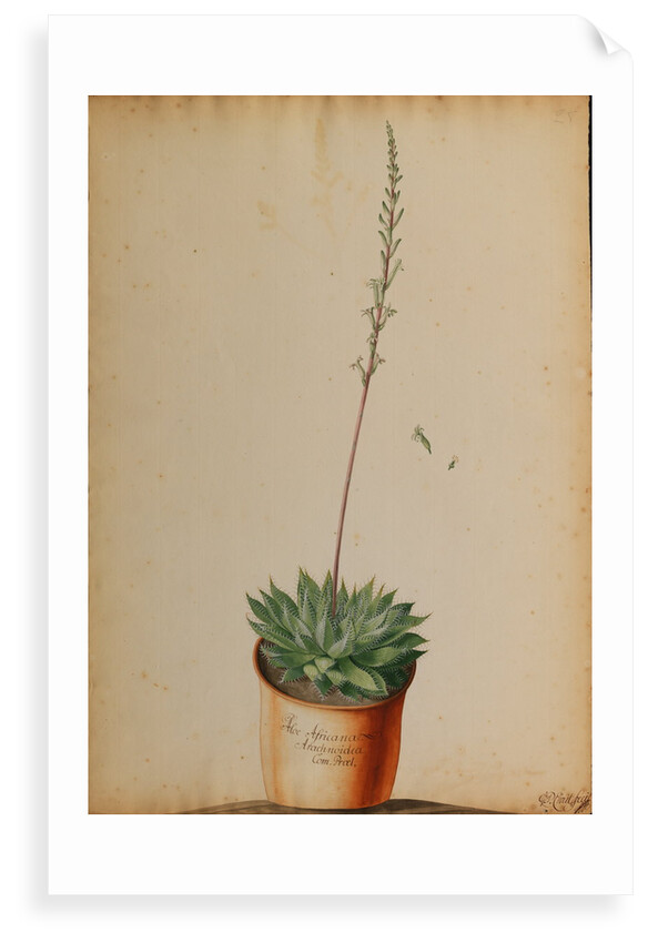 Aloe africana Arachnoidea by Jacob van Huysum