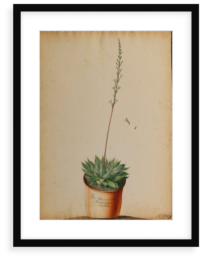 Aloe africana Arachnoidea by Jacob van Huysum