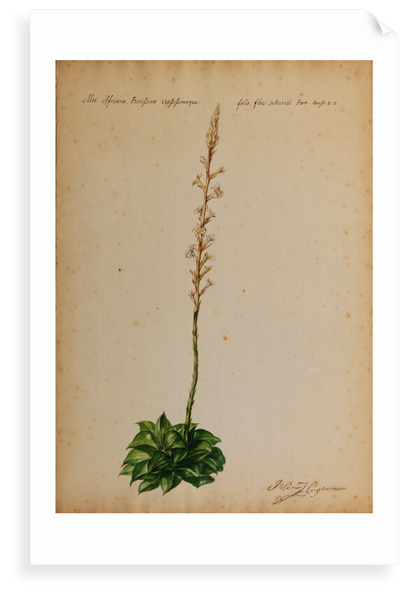 Aloe africana by Georg Dionysius Ehret