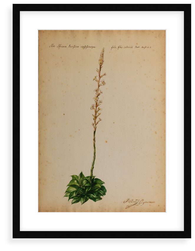 Aloe africana by Georg Dionysius Ehret