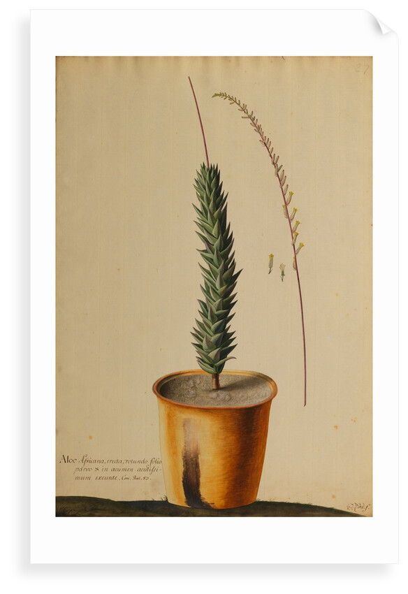 Aloe africana by Georg Dionysius Ehret