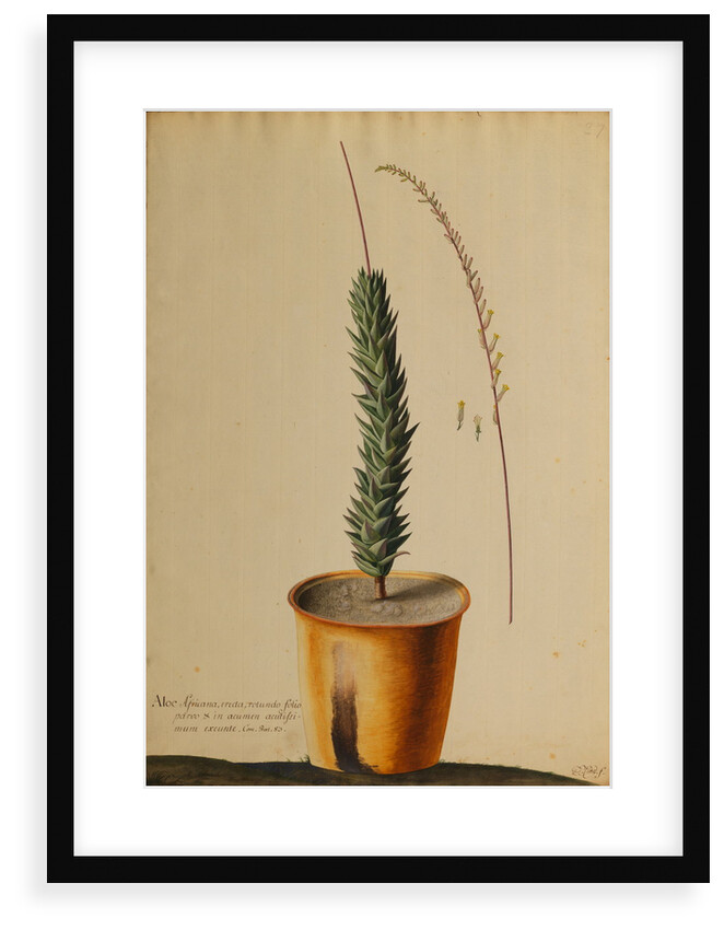 Aloe africana by Georg Dionysius Ehret