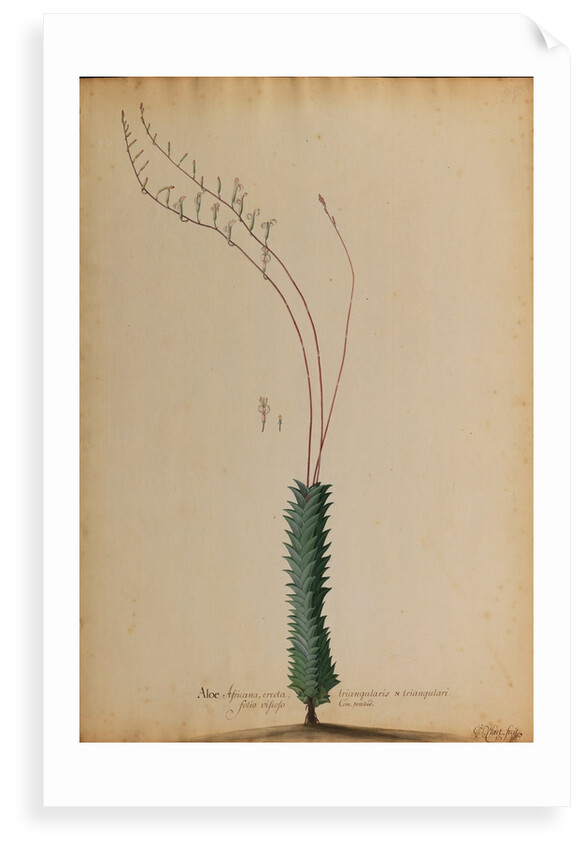 Aloe africana by Georg Dionysius Ehret