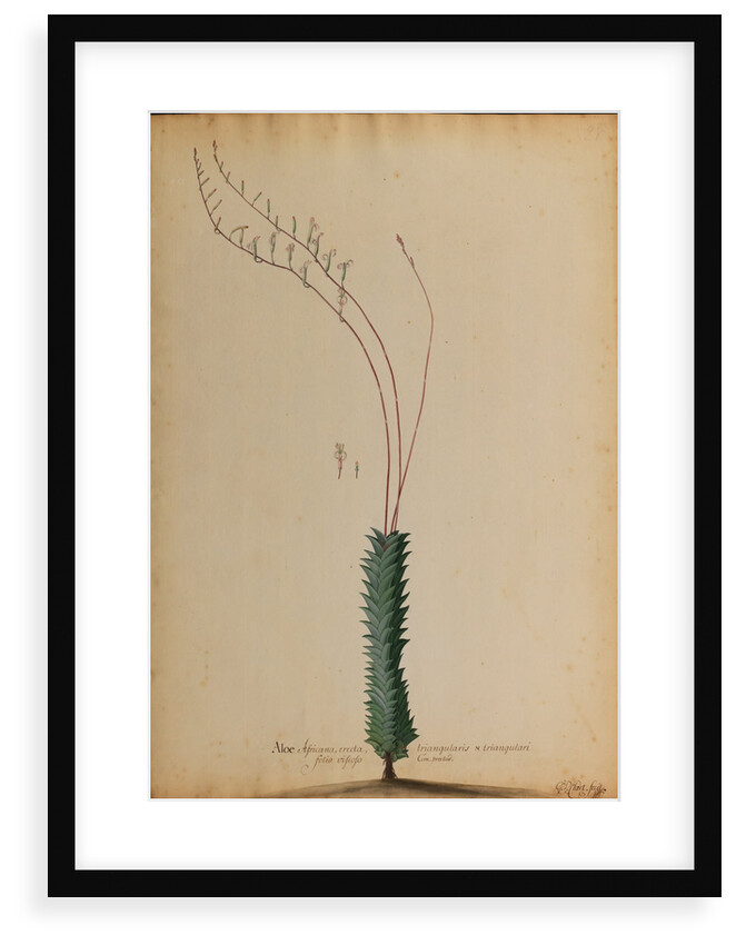 Aloe africana by Georg Dionysius Ehret