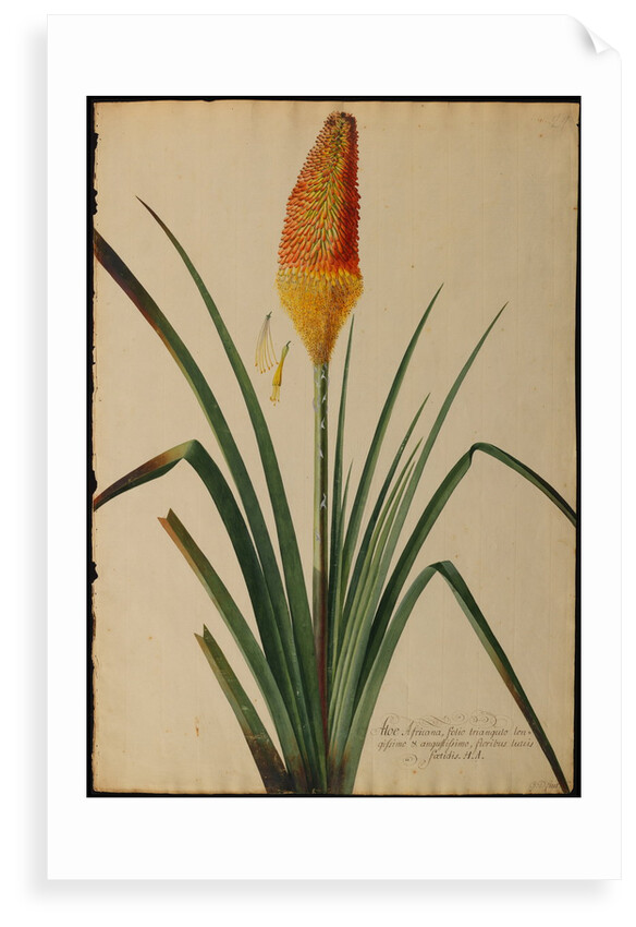 Aloe africana by Georg Dionysius Ehret
