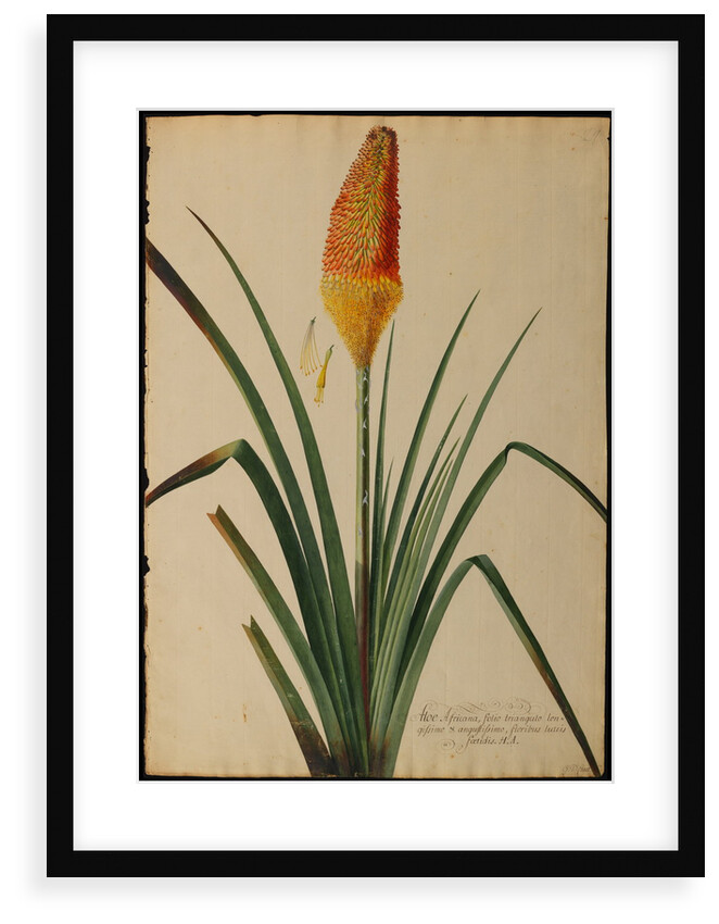 Aloe africana by Georg Dionysius Ehret