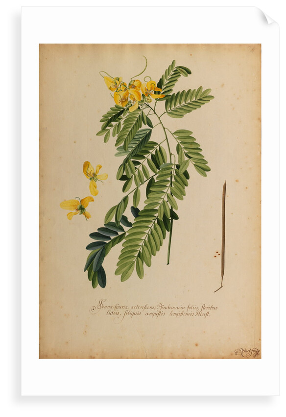 Senna-spuria arborescens by Georg Dionysius Ehret