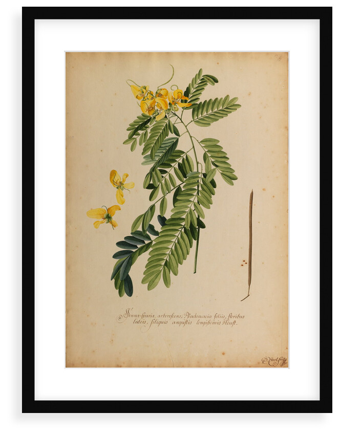 Senna-spuria arborescens by Georg Dionysius Ehret