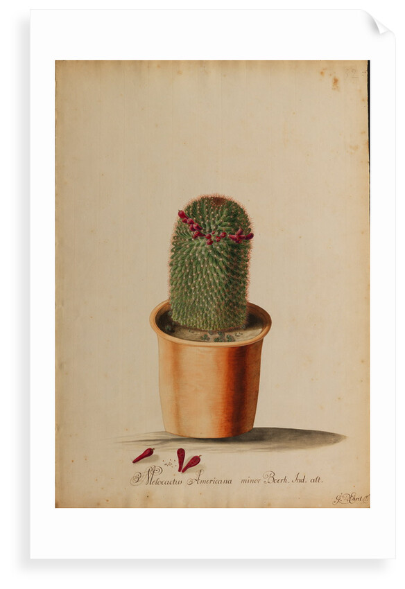 Melocactus americana minor Boerh by Georg Dionysius Ehret