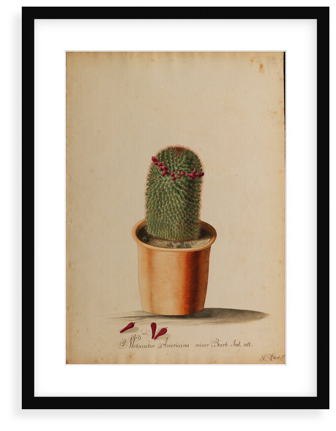 Melocactus americana minor Boerh by Georg Dionysius Ehret