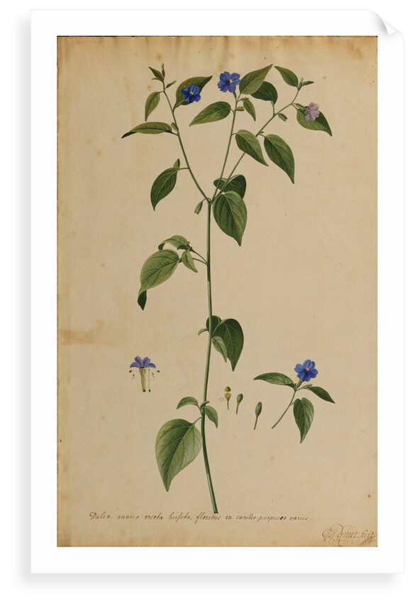 Dalea annua erecta hirsuta by Georg Dionysius Ehret