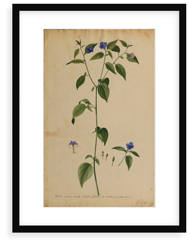 Dalea annua erecta hirsuta by Georg Dionysius Ehret