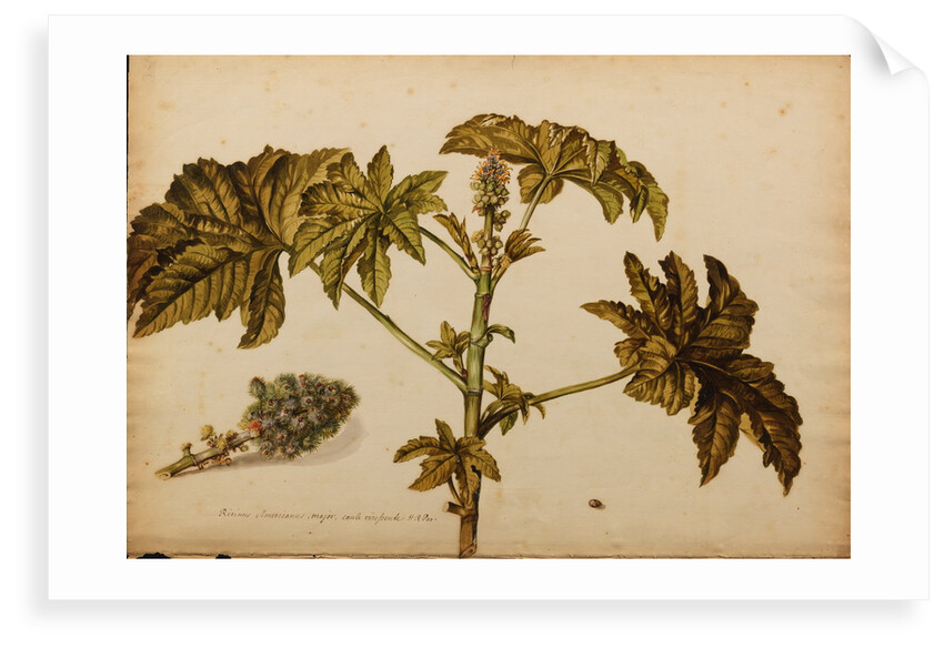 Ricinus americanus by Georg Dionysius Ehret