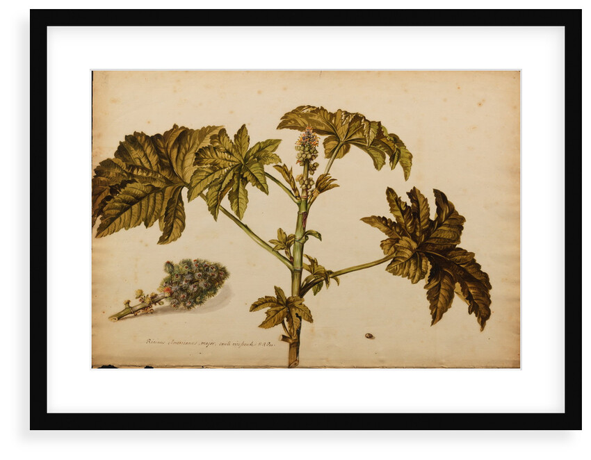 Ricinus americanus by Georg Dionysius Ehret