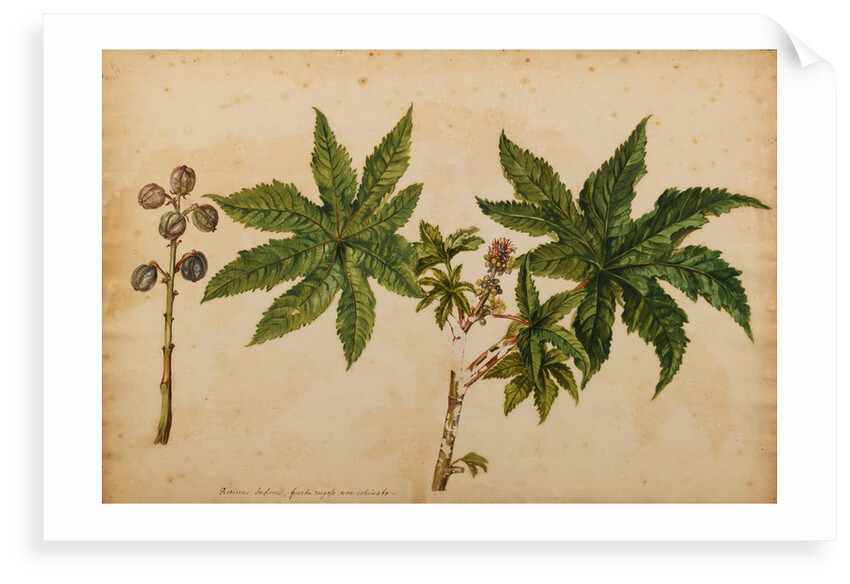 Ricinus indicus by Georg Dionysius Ehret