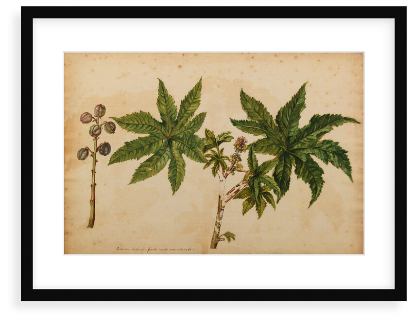 Ricinus indicus by Georg Dionysius Ehret