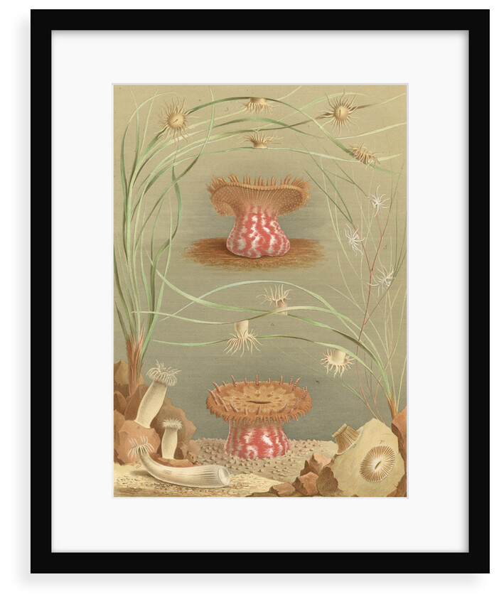 ‘Ragactis, Anemonia, Aiptasia…' [Sea anemones] by Werner & Winter GmbH