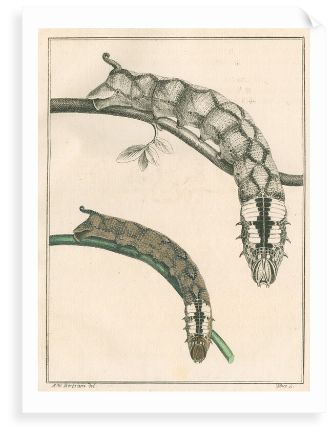 Caterpillar of the Deathâ€™s head hawk moth by Anonymous