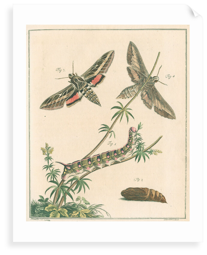 Striped hawk moth by Johann Rudolf Schellenbur